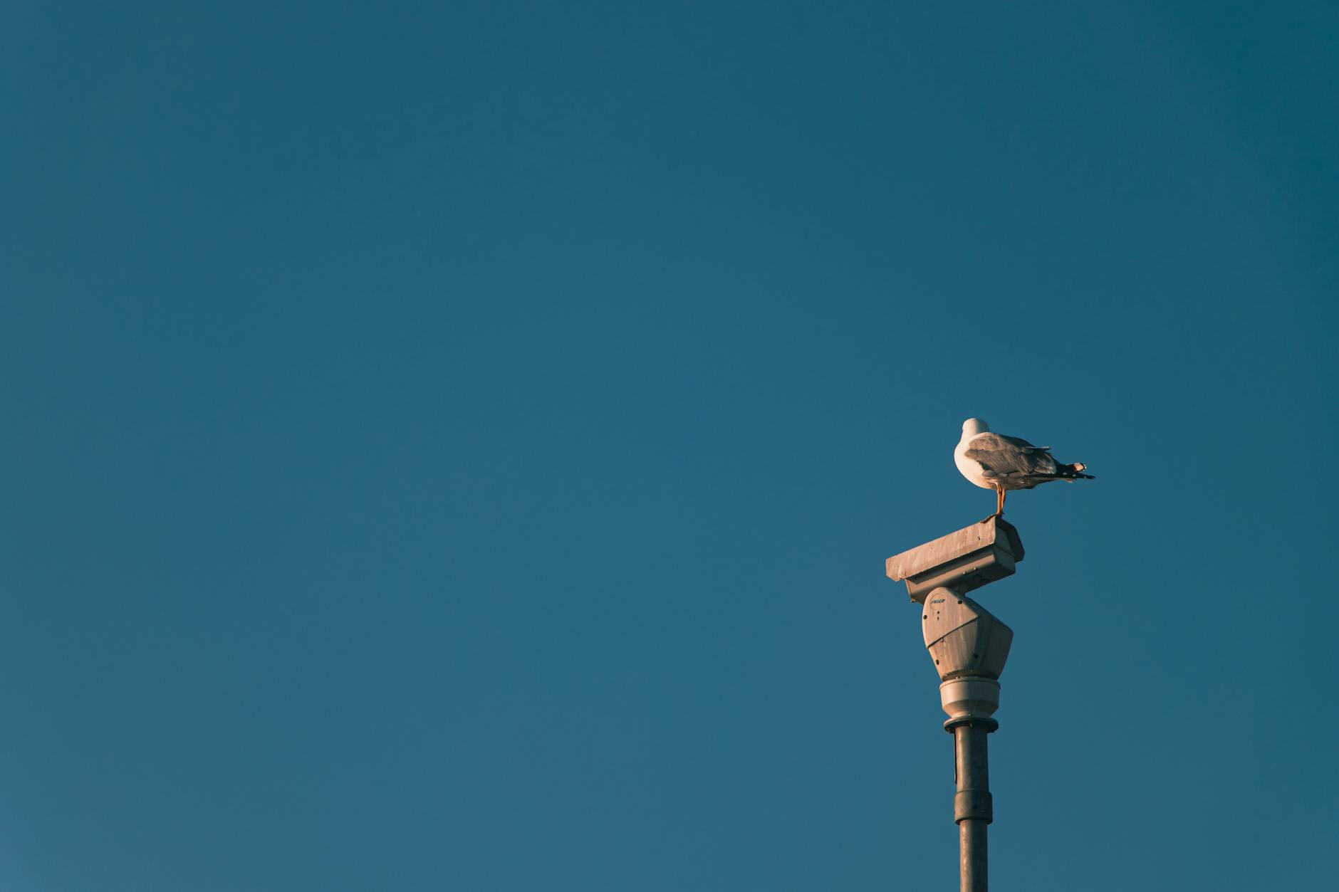 Optimizing Your Business with Birdeye: A Comprehensive Guide